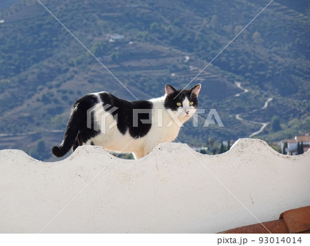 【スペイン】白い塀の上を歩いている白黒猫(フリヒリアナ) 【スペイン】白い塀の上を歩いている白黒猫(フリヒリアナ) 93014014