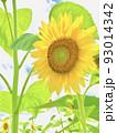 夏空の元気ひまわり 93014342