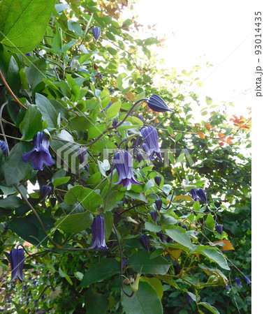 クレマチス　インテグリフォリア系　籠口　イングリッシュガーデン 93014435