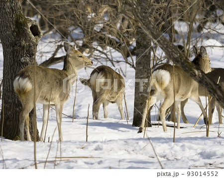 積雪の林を歩くエゾシカの群れ 積雪の林を歩くエゾシカの群れ 93014552
