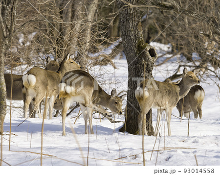 積雪の林を歩くエゾシカの群れ 93014558