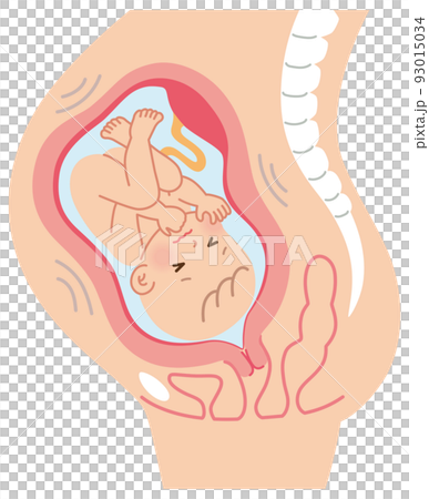 即將早產，子宮中的嬰兒，懷孕期間的母體機制 93015034