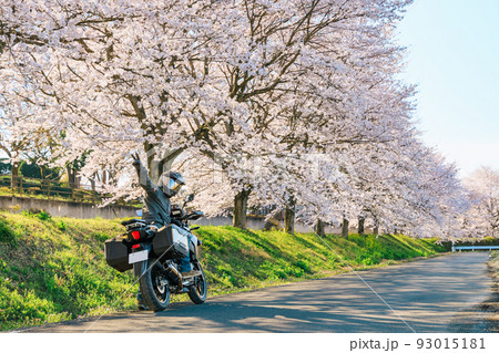 バイクで桜並木ツーリング	 93015181