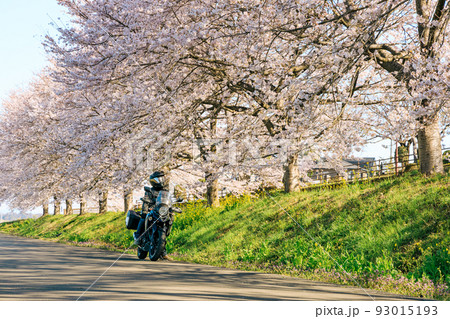 バイクで桜並木ツーリング	 93015193