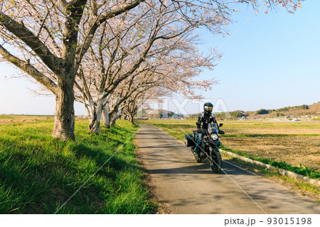 桜の並木道をバイクで走る	 93015198