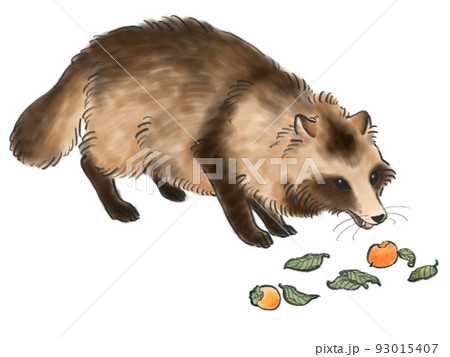 柿を食べるタヌキ 93015407