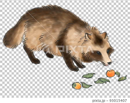 raccoon eating persimmon 93015407