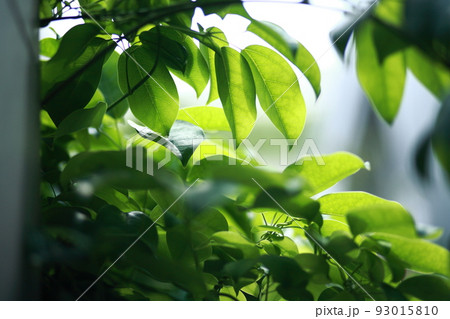 都会の緑 93015810