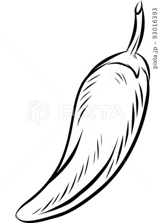 Chili Pepper hand drawn isolated on white Chili Pepper hand drawn isolated on white 93016393