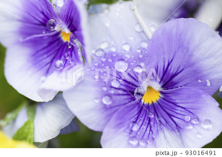 接写で移した花と水滴 93016491