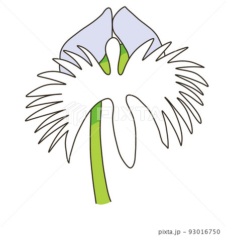 サギソウ サギソウ 93016750