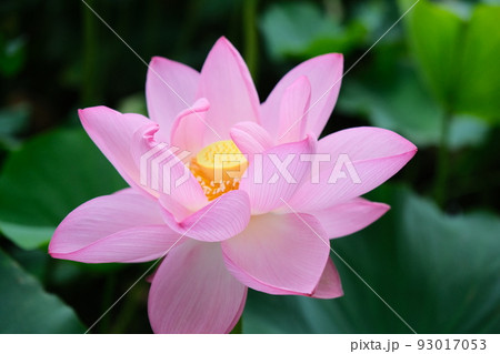 蓮や睡蓮は午前中に蕾が開き午後には閉じ、4日で花びらが散る。儚さは