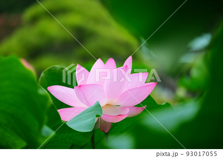 Waterlilies And Lotuses 蓮・睡蓮 ハス スイレン ハス - Wikipedia