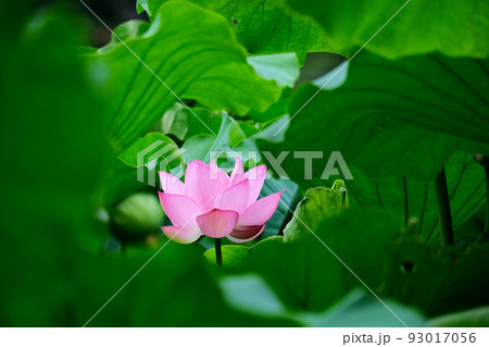 Waterlilies And Lotuses 　蓮・睡蓮　ハス　スイレン Waterlilies And Lotuses 蓮・睡蓮 ハス スイレン - メルカリ