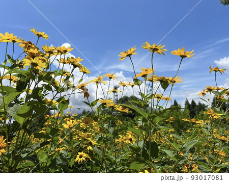 キクイモモドキの花畑 キクイモモドキの花畑 93017081