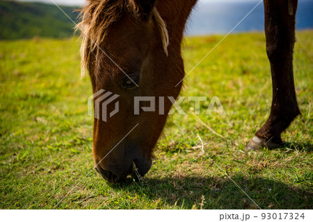 食事するヨナグニウマ 食事するヨナグニウマ 93017324