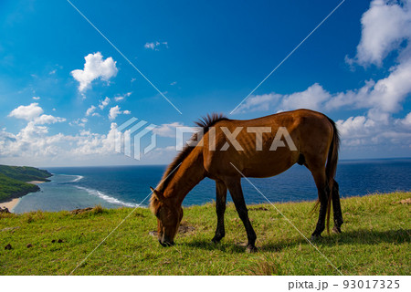 空と海とヨナグニウマ 93017325