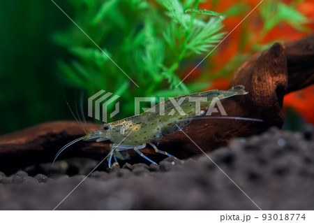 ヤマトヌマエビ 93018774