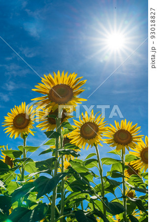 青空　ひまわり　夏　太陽　雲 93018827