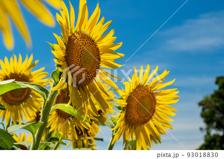 青空　ひまわり　夏　太陽　雲 93018830