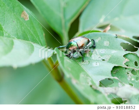 マメコガネ 93018852