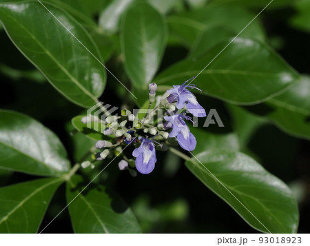 夏に青紫の花を咲かせるハマゴウ 夏に青紫の花を咲かせるハマゴウ 93018923