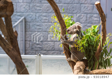 コアラのいる動物園 コアラのいる動物園 93018947