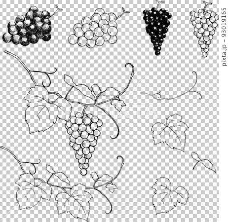 ペンで描いたぶどうのパーツ 93019165