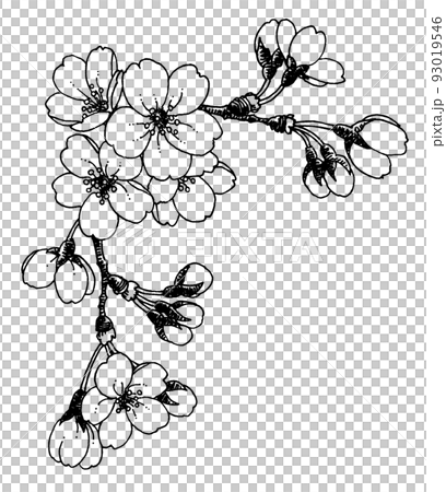 ペン画桜のフレーム素材 ペン画桜のフレーム素材 93019546