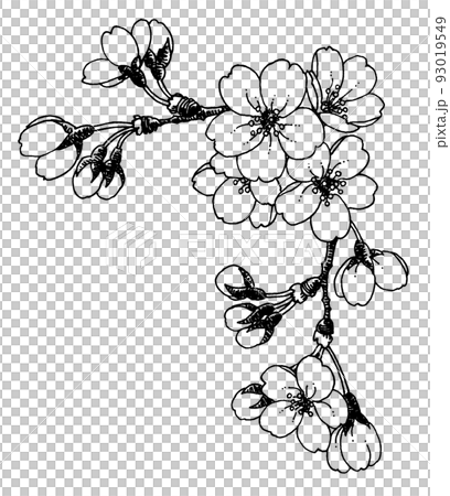 ペン画桜のフレーム素材 ペン画桜のフレーム素材 93019549