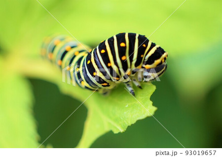 アシタバの葉を食べるキアゲハ　幼虫　5齢 93019657