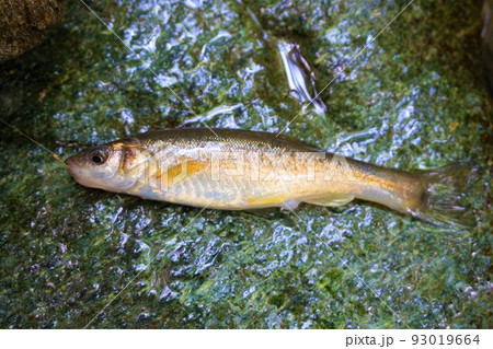 アブラハヤ　油鮠　川魚 93019664