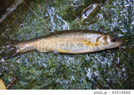 アブラハヤ 油鮠 川魚 アブラハヤ 油鮠 川魚 93019666