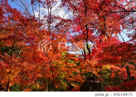 秋の京都・紅葉の醍醐寺 秋の京都・紅葉の醍醐寺 93019675