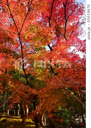 秋の京都・紅葉の醍醐寺 93019676