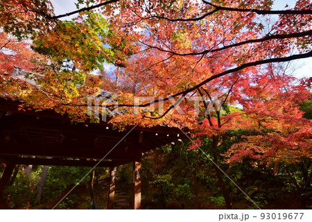秋の京都・紅葉の醍醐寺 93019677
