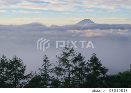 甘利山から見た雲海富士 甘利山から見た雲海富士 93019813