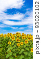 花の海の向日葵 花の海の向日葵 93020102
