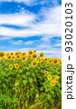 花の海の向日葵 花の海の向日葵 93020103