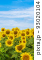 花の海の向日葵 花の海の向日葵 93020104
