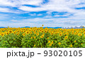 花の海の向日葵 花の海の向日葵 93020105