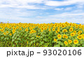 花の海の向日葵 花の海の向日葵 93020106