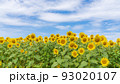 花の海の向日葵 花の海の向日葵 93020107