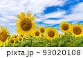 花の海の向日葵 花の海の向日葵 93020108