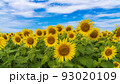 花の海の向日葵 花の海の向日葵 93020109