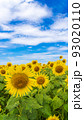 花の海の向日葵 花の海の向日葵 93020110