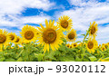 花の海の向日葵 花の海の向日葵 93020112