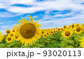 花の海の向日葵 花の海の向日葵 93020113