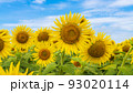 花の海の向日葵 花の海の向日葵 93020114