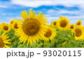 花の海の向日葵 花の海の向日葵 93020115